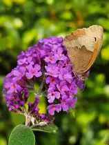 Ein Ochsenauge im heimischen Garten. (Hattingen, Juli 2025)