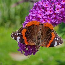 Ein Admiral auf unserem Schmetterlingsfliederbusch. (Hattingen, Juli 2025)