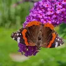 Ein Admiral auf unserem Schmetterlingsfliederbusch. (Hattingen, Juli 2025)