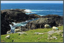 Eine Schafherde weidet am 09.05.2025 an einer Steilkste auf Barra (Schottland).