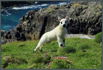 Ein Lamm posiert an der Steilkste von Barra. (09.05.2025)