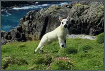 Ein Lamm posiert an der Steilk�ste von Barra. (09.05.2025)