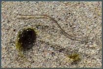 Ein Glasaal schlngelt sich einen Bachlauf auf Barra (Schottland) hinauf. (09.05.2025)