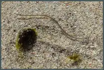 Ein Glasaal schl�ngelt sich einen Bachlauf auf Barra (Schottland) hinauf. (09.05.2025)