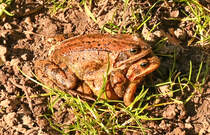 Erdkrten bei der Krtenwanderung in Kommern - 08.03.2025