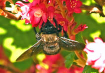 Holzbiene auf Blte im Garten - 08.04.2025