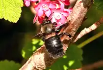 Holzbiene am 08.04.2025 im Garten