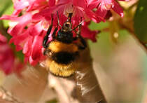 Hummel auf Blte im Garten - 08.04.2025