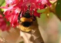 Hummel auf Bl�te im Garten - 08.04.2025