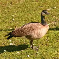 Kanadagans im Freizeitpark Rheinbach - 19.03.2025