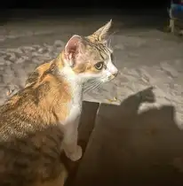 Katze an einem Strand in Bali - 15.04.2025