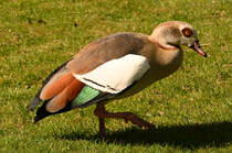 Nilgans im Freizeitpark Rheinbach - 29.03.2025