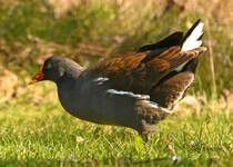 Teichhuhn im Freizeitpark Rheinbach - 12.04.2025