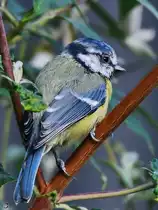 Diese junge Blaumeise war Mitte August 2025 in unserem Garten zu Gast.