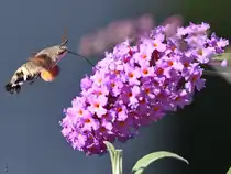 Ein Taubenschw�nzchen labt sich an Nektar des Schmetterlingsfliederbaumes. (Hattingen, August 2025)
