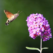 Dieses Taubenschwnzchen konnte ich Mitte August 2025 in Hattingen ablichten.