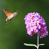 Dieses Taubenschw�nzchen konnte ich Mitte August 2025 in Hattingen ablichten.