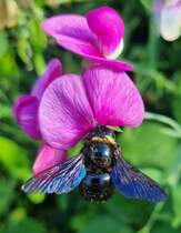 Diese Groe blau-schwarze Holzbiene (Xylocopa violacea) besucht mehrmals tglich unsere Wicke. Dank Klimawandel fhlt sie sich auch im Norden wohl; August 2025