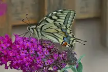 Schwalbenschwanz (Papilio machaon) an unserem Schmetterlingsstrauch, nahe Wiltz. 29.08.2025