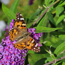 Dieser Diestelfalter war Ende August 2025 in unserem Garten in Hattingen zu sehen.
