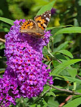 Ende August 2025 habe ich in Hattingen diesen Diestelfalter abgelichtet.