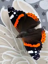 Ein Admiral tankt etwas W�rme auf den aufgeheizten Fliesen. (Hattingen, August 2025)