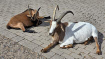 Diese beiden Ziegen machen Siesta, so gesehen Ende August 2025 in einem Streichelzoo in Witten.