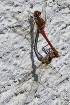 Diese beiden Heidelibellen habe ich Anfang September 2025 in Hattingen whrend der Paarung abgelichtet.