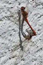 Diese beiden Heidelibellen habe ich Anfang September 2025 in Hattingen w�hrend der Paarung abgelichtet.