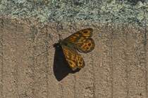 Mauerfuchs (Lasiommata megera), hat sich an die Hauswand zum Ausruhen nieder gelassen. 07.09.2025