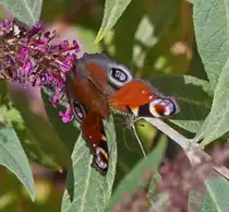 Tagpfauenauge, sitzt auf unserem Schmetterlingsstrauch. 07.09.2025