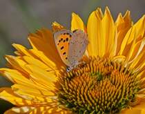 Feuerfalter geniest die Ruhe auf einer blhte des Sonnenhutes. 07.09.2025