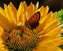 Feuerfalter geniest die Ruhe auf einer blhte des Sonnenhutes. 07.09.2025