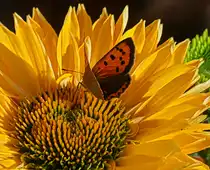 Feuerfalter geniest die Ruhe auf einer bl�hte des Sonnenhutes. 07.09.2025