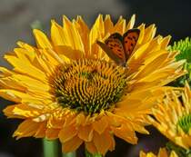 Feuerfalter geniest die Ruhe auf einer blhte des Sonnenhutes. 07.09.2025