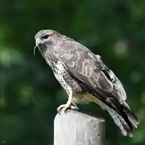 Diesen M�usebussard konnte ich heute vor unserer Haust�r ablichten. (Hattingen, September 2025)