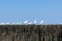 Mwen an der hollndischen Kste am 23.05.2007.