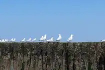 M�wen an der holl�ndischen K�ste am 23.05.2007.