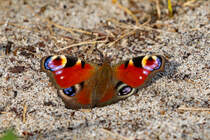 Tagpfauenauge wrmt sich auf dem Strandsand. - 18.09.2025