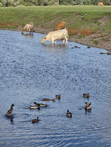 Rinder und Stockenten leben in friedlicher Koexistenz, so gesehen Mitte September 2025 in Hattingen.