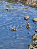 Nachwuchs bei den Stockenten, so gesehen Mitte September 2025 in Hattingen.