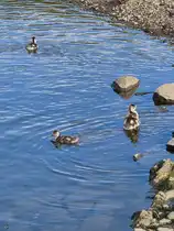 Nachwuchs bei den Stockenten, so gesehen Mitte September 2025 in Hattingen.