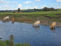 Trinkende Rinder, welche Mitte September 2025 in Hattinger Ruhrnhe zu sehen waren.