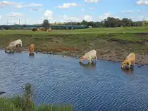 Trinkende Rinder, welche Mitte September 2025 in Hattinger Ruhrn�he zu sehen waren.