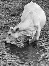 Am Leinenpfad in Hattingen hatte ich Mitte September 2025 dieses Rind ablichten knnen.
