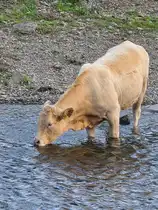 Ein bisschen Wasser tut gut. Ein trinkendes Rind an der Ruhr in Hattingen. (September 2025)