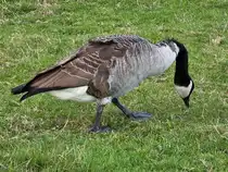 Eine Kanadagans sicht nach etwas Essbarem, so gesehen Mitte September 2025 in Hattingen.