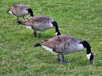 Drei Kanadagnse beim  Synchronfressen . (Hattingen, September 2025)