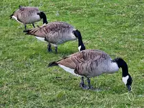 Drei Kanadag�nse beim  Synchronfressen . (Hattingen, September 2025)