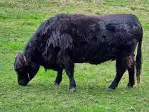 In Hattingen-Holthausen ist dieser  fusselige Riese  zu Hause. (September 2025)